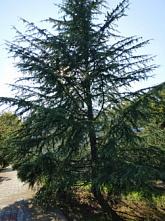 Психология методика психодрамы монолог (методика психокоррекции).